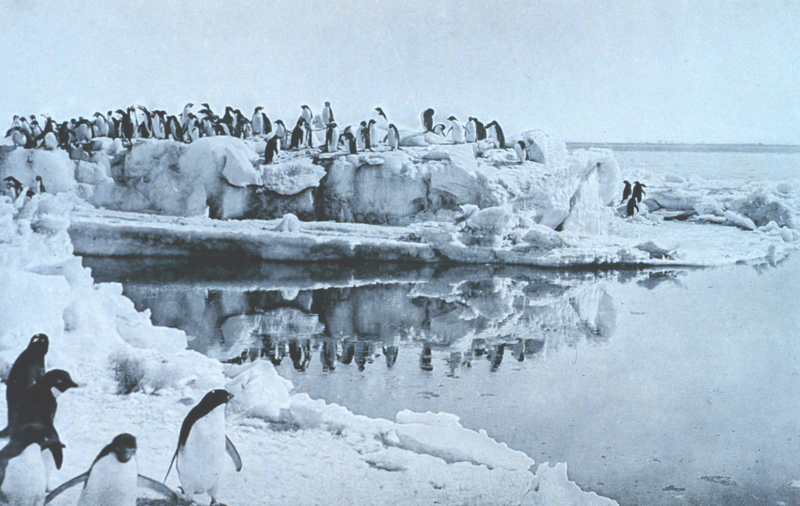 Pingüinos fotografiados por Levick en su estudio. Wikimedia Commons